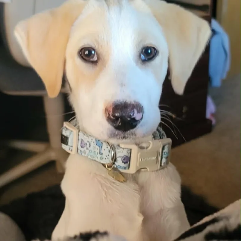A baby small-sized male White / Cream Labrador Retriever dog named Lincoln for adoption in Tomah, WI