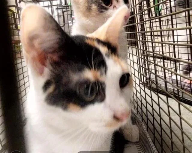 A baby small-sized female Domestic Short Hair cat named Chassis for adoption in San Antonio, TX