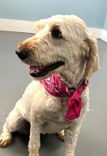 An adult medium-sized female White / Cream Goldendoodle dog named Dream Martini for adoption in Hawk Point, MO
