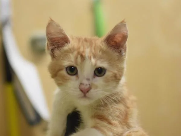 A baby small-sized male Domestic Short Hair cat named Templeton for adoption in Portland, OR