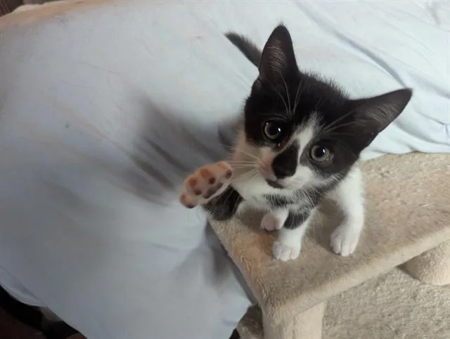 A baby small-sized male Domestic Short Hair cat named Mr. Blue for adoption in Charlotte, NC