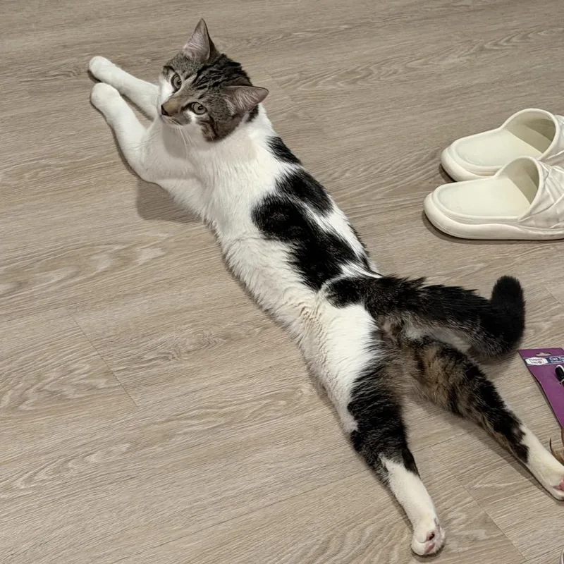 A young small-sized male White Domestic Short Hair cat named Buttons for adoption in Westport, CT