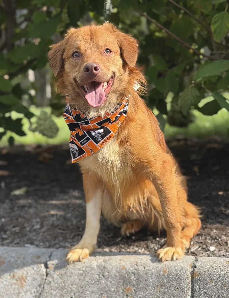 A young small-sized male Golden Retriever dog named Waylon for adoption in Maryville, TN
