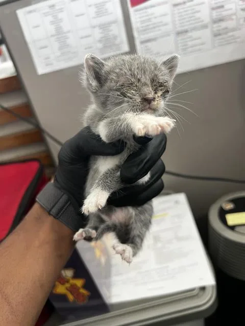 A baby medium-sized female Domestic Medium Hair cat named Belle for adoption in Dallas, TX