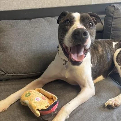 An adult medium-sized male Brindle Mixed Breed dog named Steve for adoption in Lansing, MI
