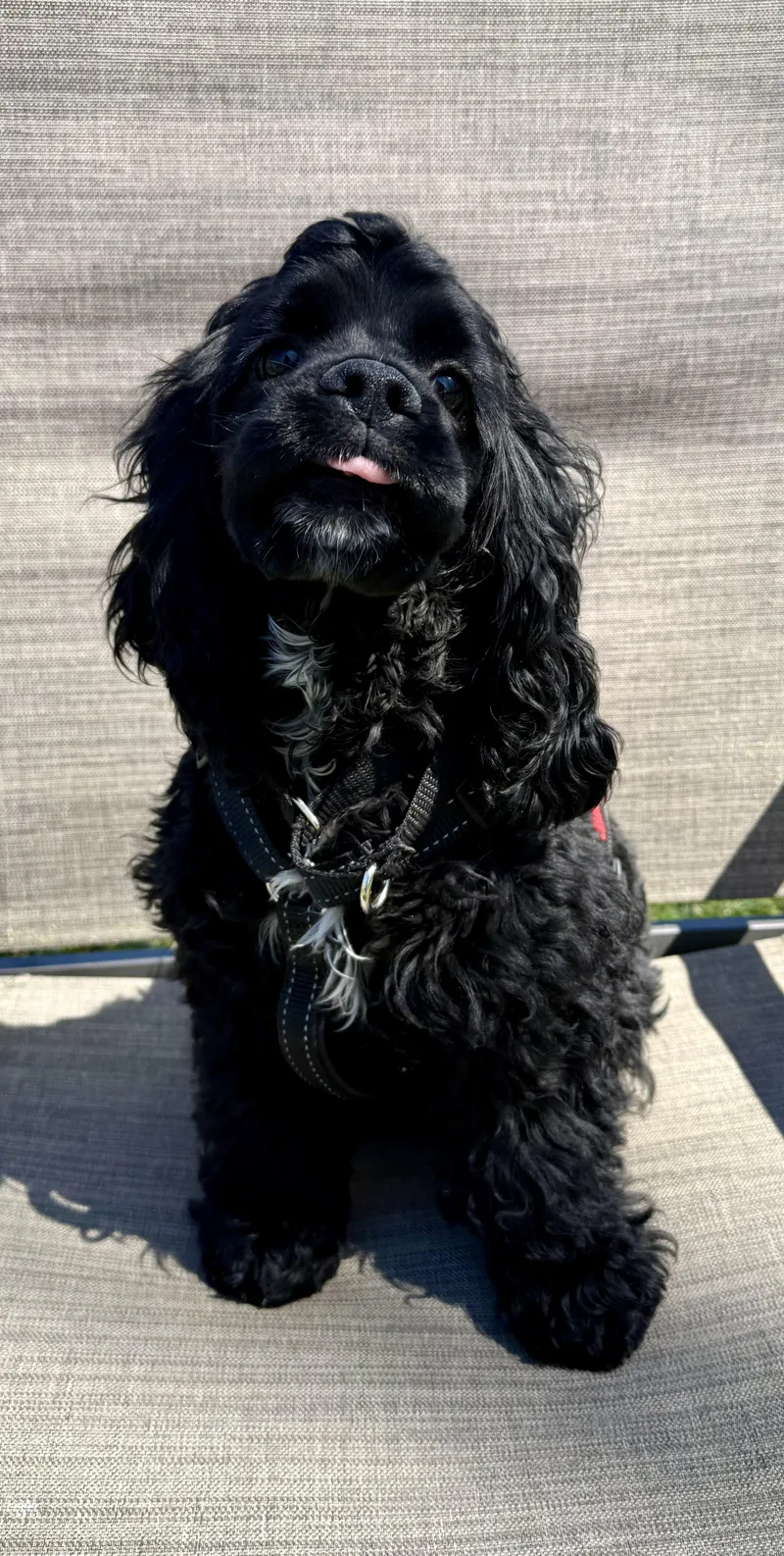 A baby medium-sized male Cocker Spaniel dog named Buddy for adoption in Livonia, MI