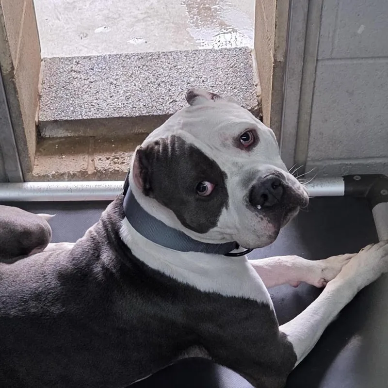 An adult medium-sized male Gray / Blue / Silver American Staffordshire Terrier dog named Waterboy for adoption in Camden, DE