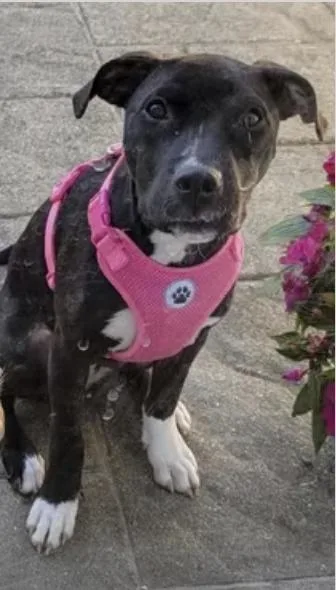A young medium-sized female Black Labrador Retriever dog named Abby for adoption in Pleasant Valley, NY