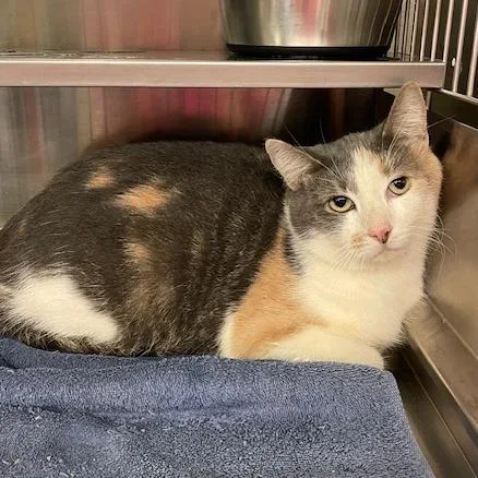 An adult large-sized female Torbie Domestic Short Hair cat named Sweet Tart for adoption in Springfield, IL