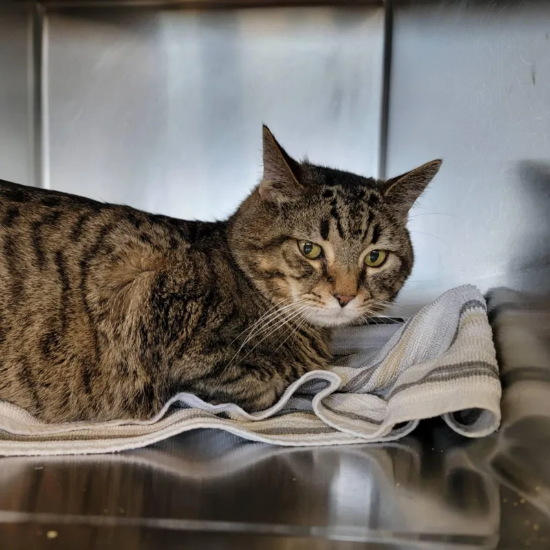 An adult medium-sized male Tabby (Brown / Chocolate) Domestic Short Hair cat named Archer for adoption in Myrtle Beach, SC