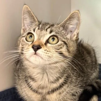 A baby medium-sized male Domestic Short Hair cat named Pebble for adoption in Voorhees, NJ