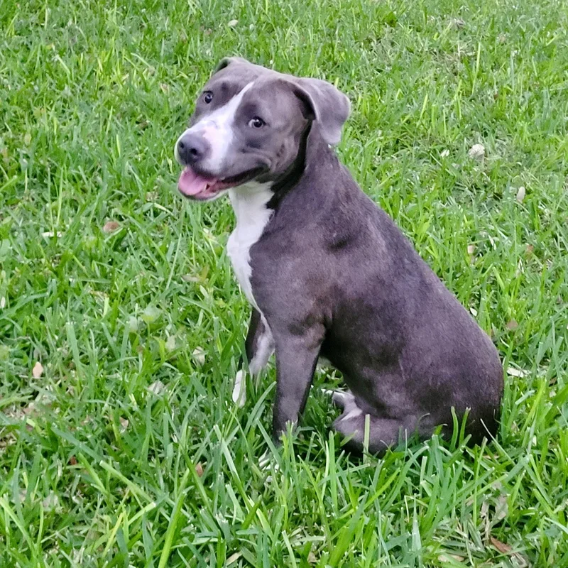 A young medium-sized female American Staffordshire Terrier dog named Star for adoption in Blacksburg, VA