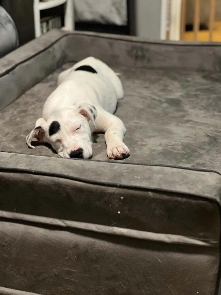 A baby small-sized male Tricolor (Brown, Black, & White) Mixed Breed dog named Grayson for adoption in Amherst, NY
