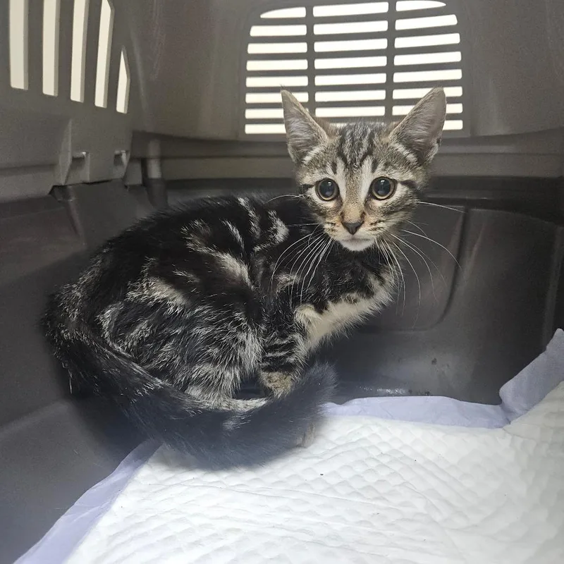 A baby small-sized male Black Domestic Short Hair cat named Lehigh Broken Pelvis for adoption in Ringtown, PA