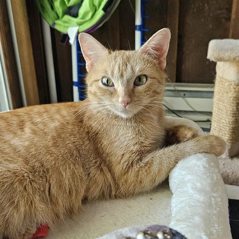 An adult medium-sized female Domestic Short Hair cat named Cinnamon Girl for adoption in Waukesha, WI