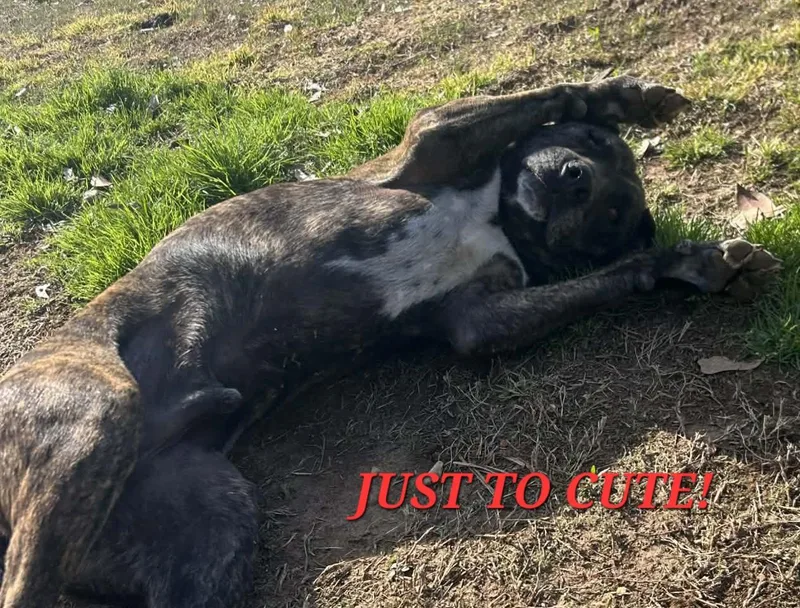 Butterball Bold ~ Needs thumbnail 3