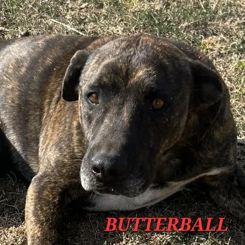 Butterball Bold ~ Needs thumbnail 4