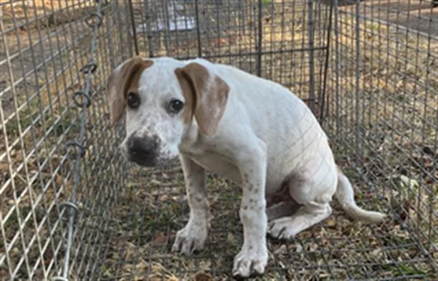 A baby medium-sized female Mixed Breed dog named Mia for adoption in Dallas, TX