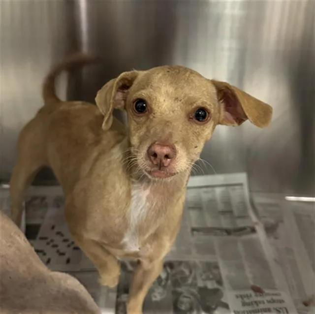 A young small-sized female Chihuahua dog named Lanie for adoption in Bakersfield, CA