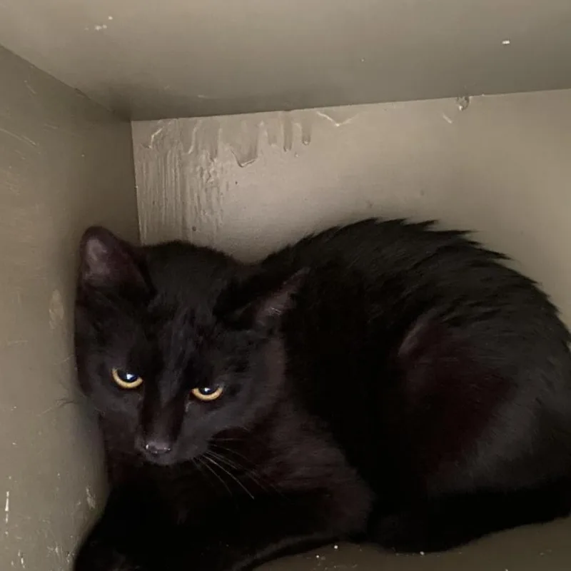 An adult small-sized male Black Domestic Short Hair cat named Marble for adoption in Poplar Bluff, MO