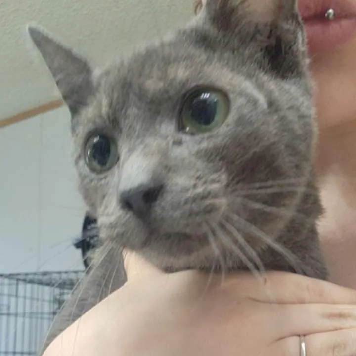 A young medium-sized male Gray / Blue / Silver Domestic Short Hair cat named Alexa for adoption in Cosby, TN