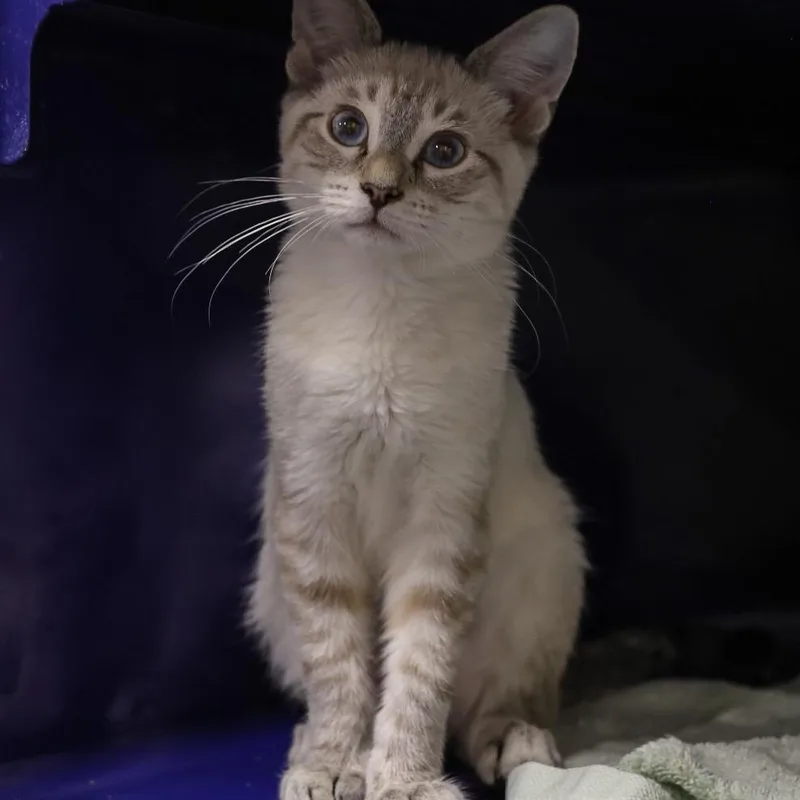A baby small-sized female Lilac Point Domestic Short Hair cat named Dash for adoption in Los Angeles, CA