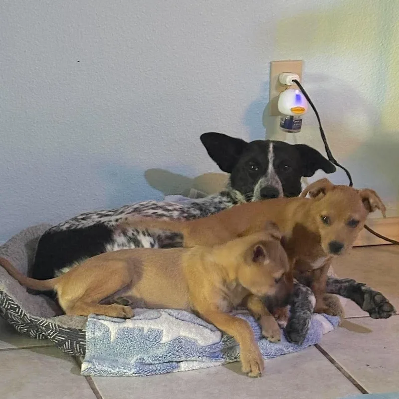 A young medium-sized male Australian Cattle Dog / Blue Heeler dog named Ruger for adoption in Corpus Christi, TX