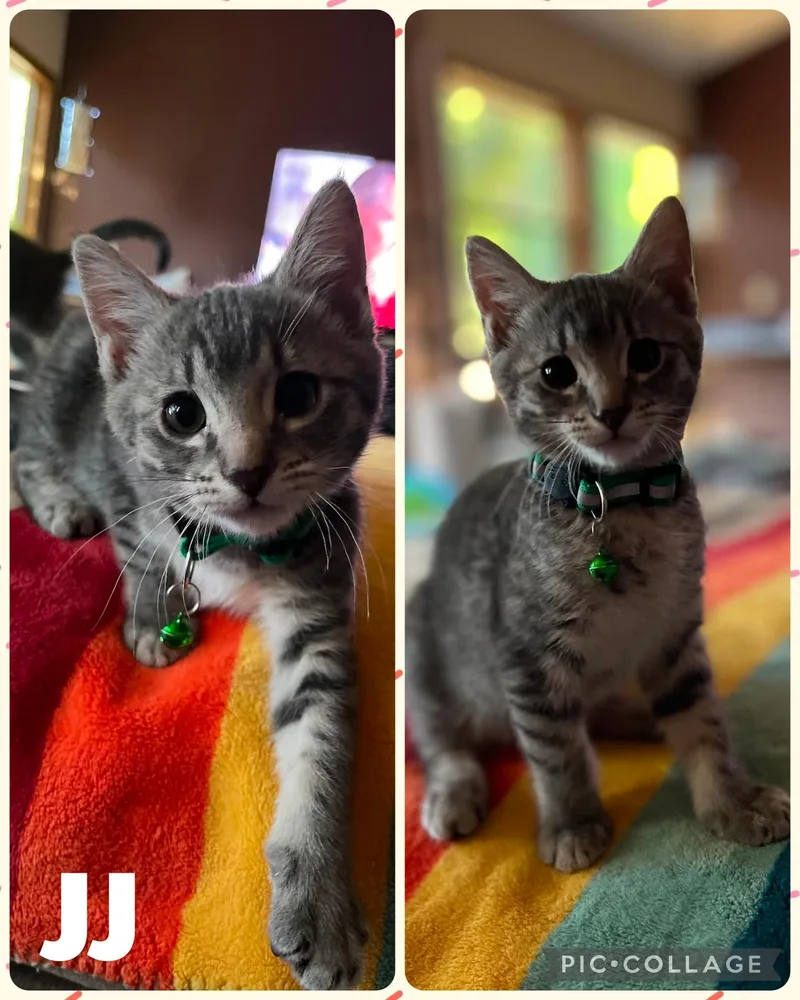 A baby small-sized female Tabby (Gray / Blue / Silver) Domestic Short Hair cat named Jj for adoption in Newberg, OR