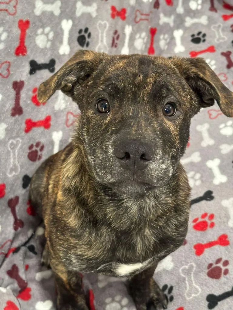 A baby medium-sized male Mixed Breed dog named Triton for adoption in Warrenton, NC