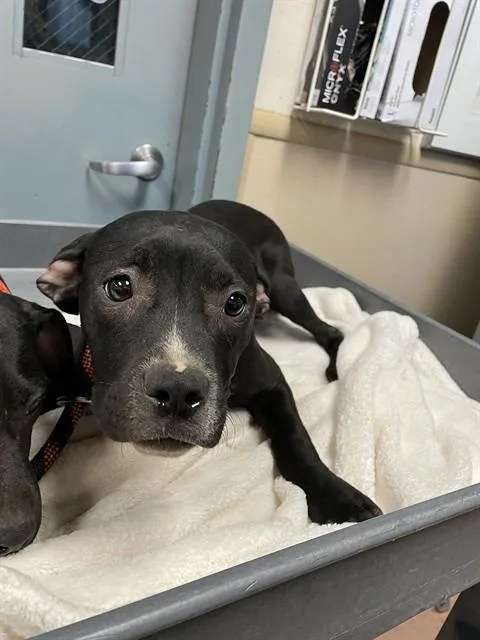 A young small-sized female Pit Bull Terrier dog named Hazel for adoption in San Jose, CA