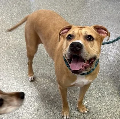 An adult large-sized male American Bulldog dog named Simba for adoption in Kansas City, MO