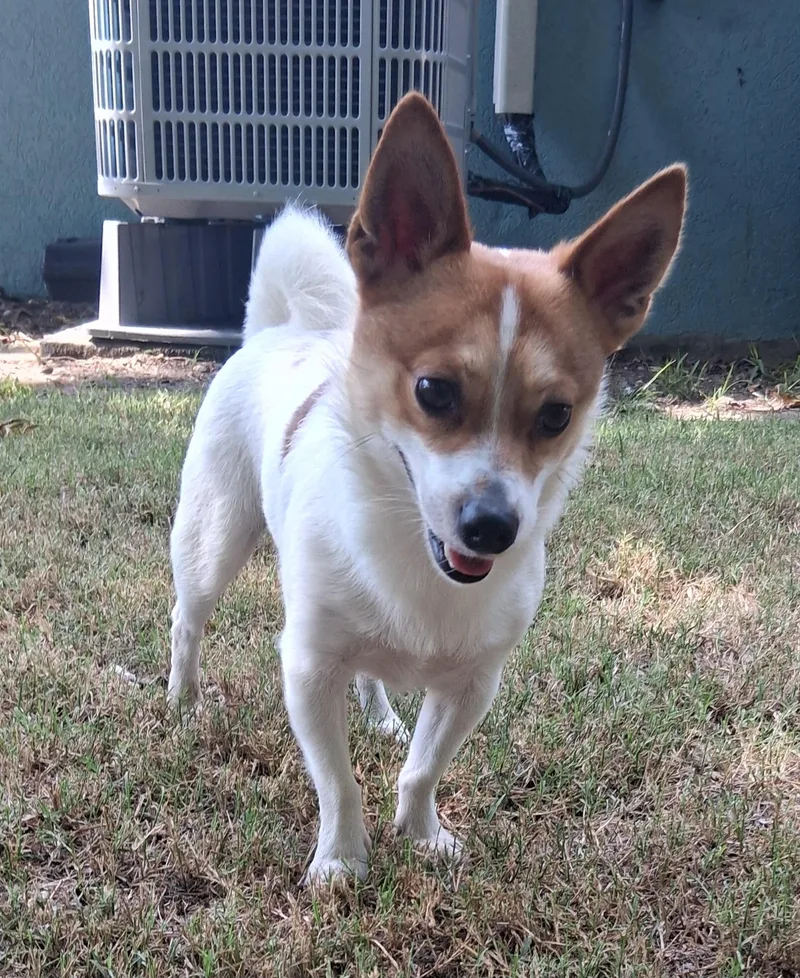 Louie thumbnail 2
