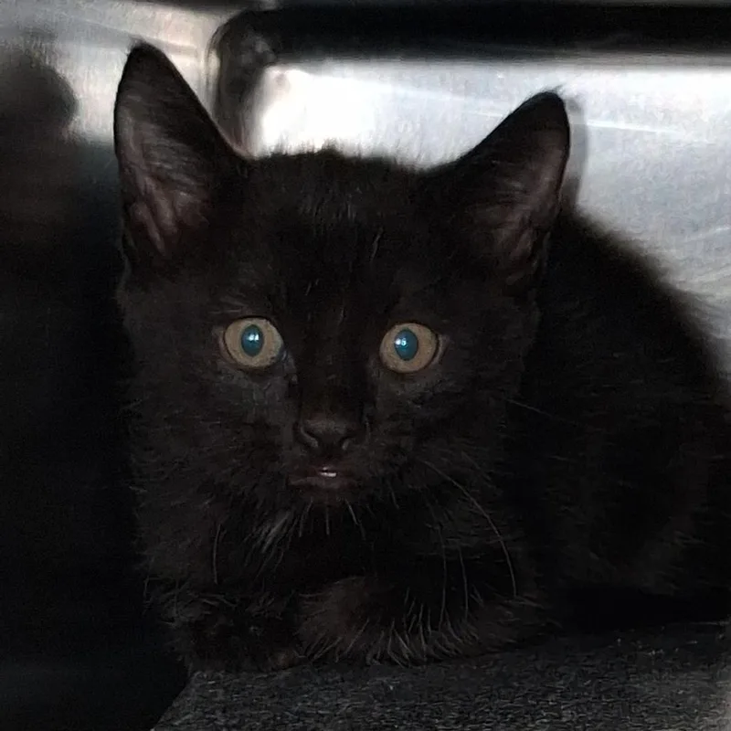 A baby small-sized female Black Domestic Short Hair cat named Agatha for adoption in Auburn, AL