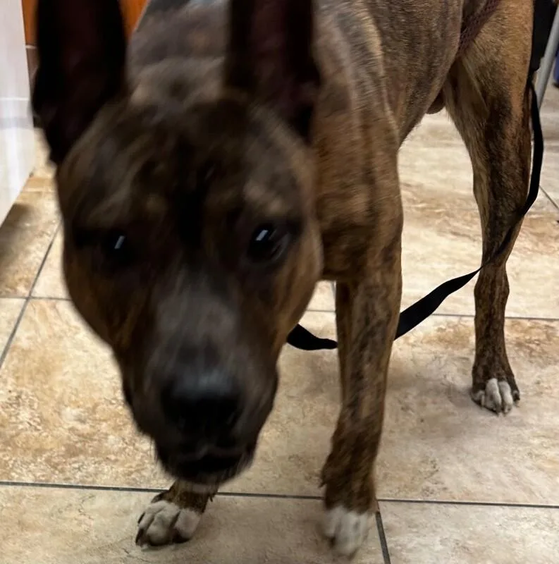 An adult large-sized male Brindle Mixed Breed dog named Jolt for adoption in Cincinnati, OH
