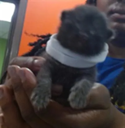 A baby small-sized male Domestic Short Hair cat named Jupiter for adoption in Louisville, KY