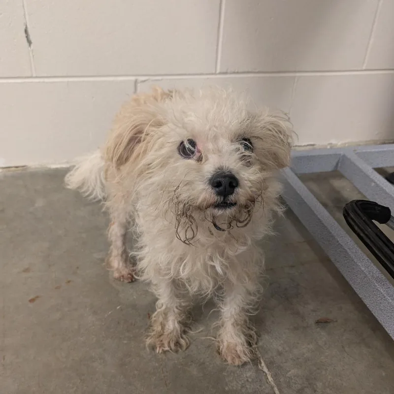 Sir Scrungles thumbnail 2