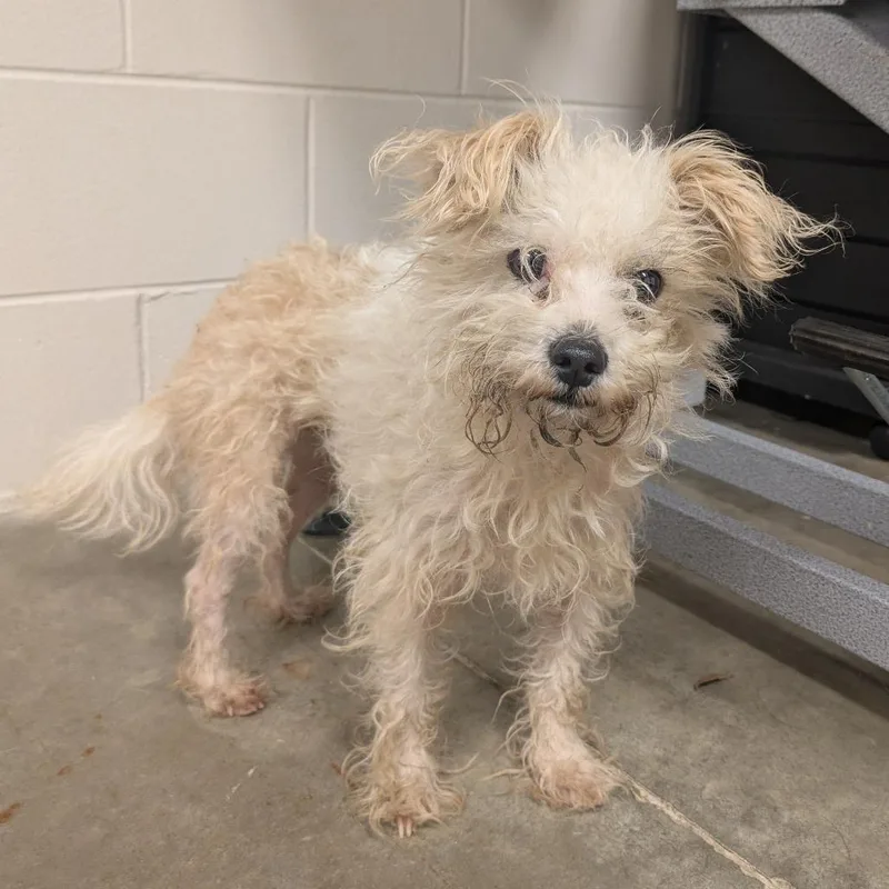 Sir Scrungles thumbnail 3