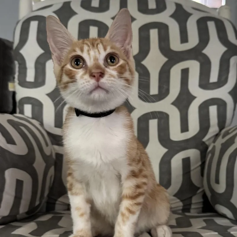 A baby small-sized male Orange / Red Domestic Short Hair cat named Flavia for adoption in Houston, TX