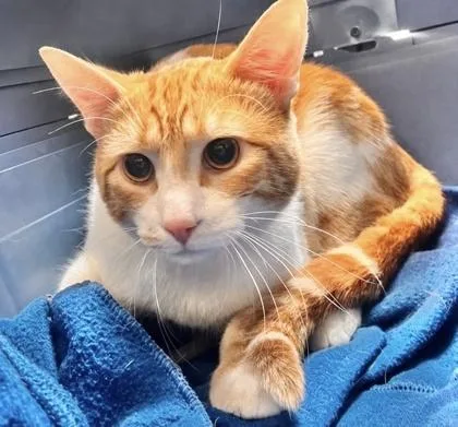 An adult medium-sized male Domestic Short Hair cat named Butternut Squash for adoption in Burlington, WA