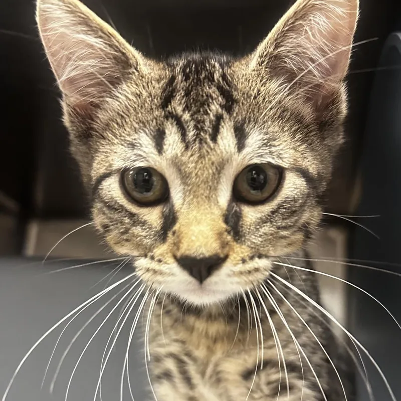 A baby small-sized male Black & White / Tuxedo Domestic Short Hair cat named Cricket for adoption in Chicago, IL
