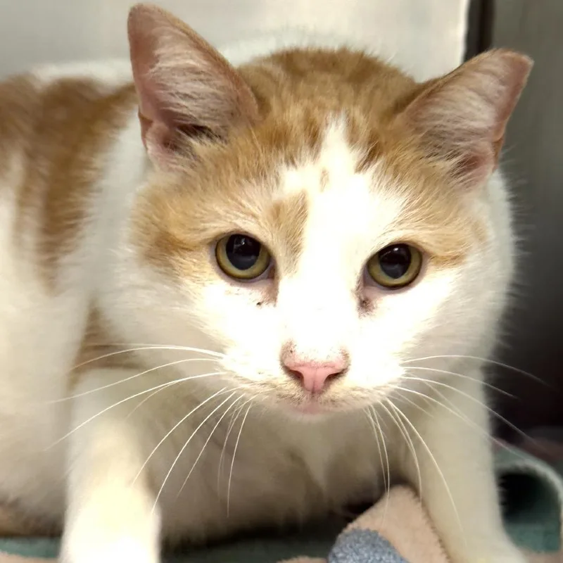 An adult large-sized female White Domestic Short Hair cat named Bella for adoption in Perkiomenville, PA
