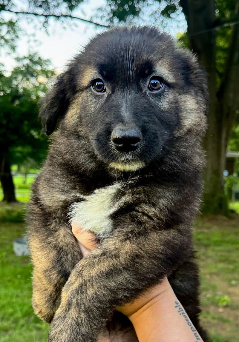 A baby large-sized male Tricolor (Brown, Black, & White) Golden Retriever dog named Archer for adoption in Pelham, AL