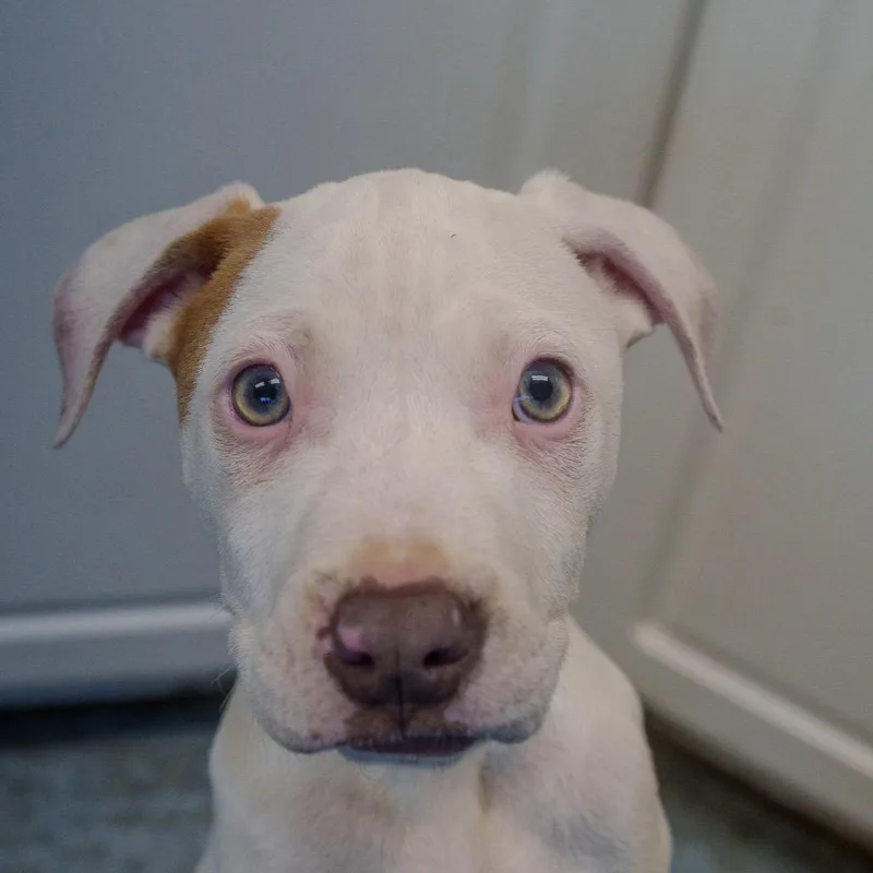 Braddock thumbnail 2