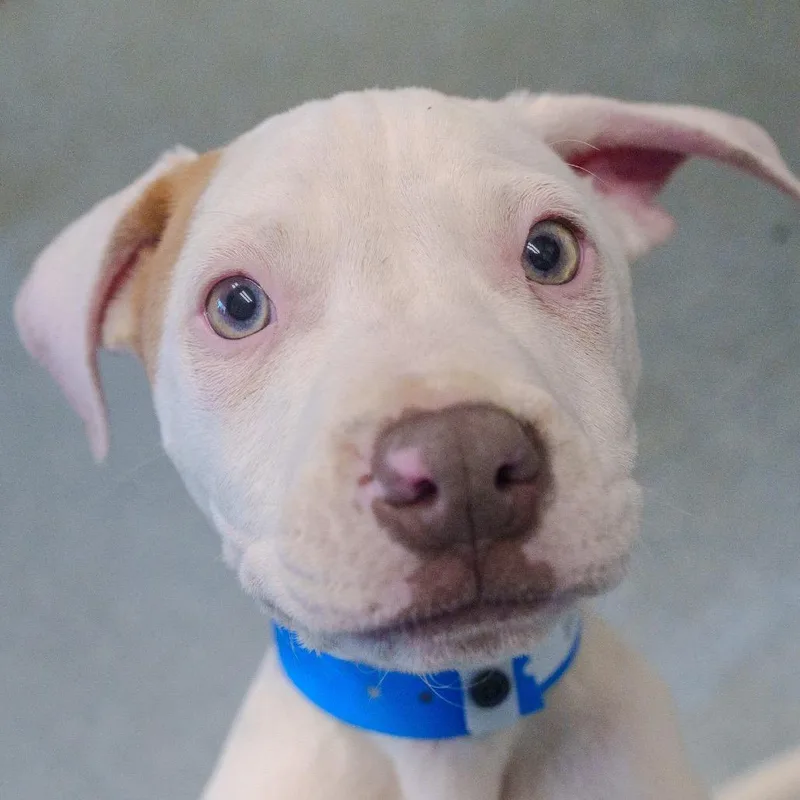 Braddock thumbnail 3