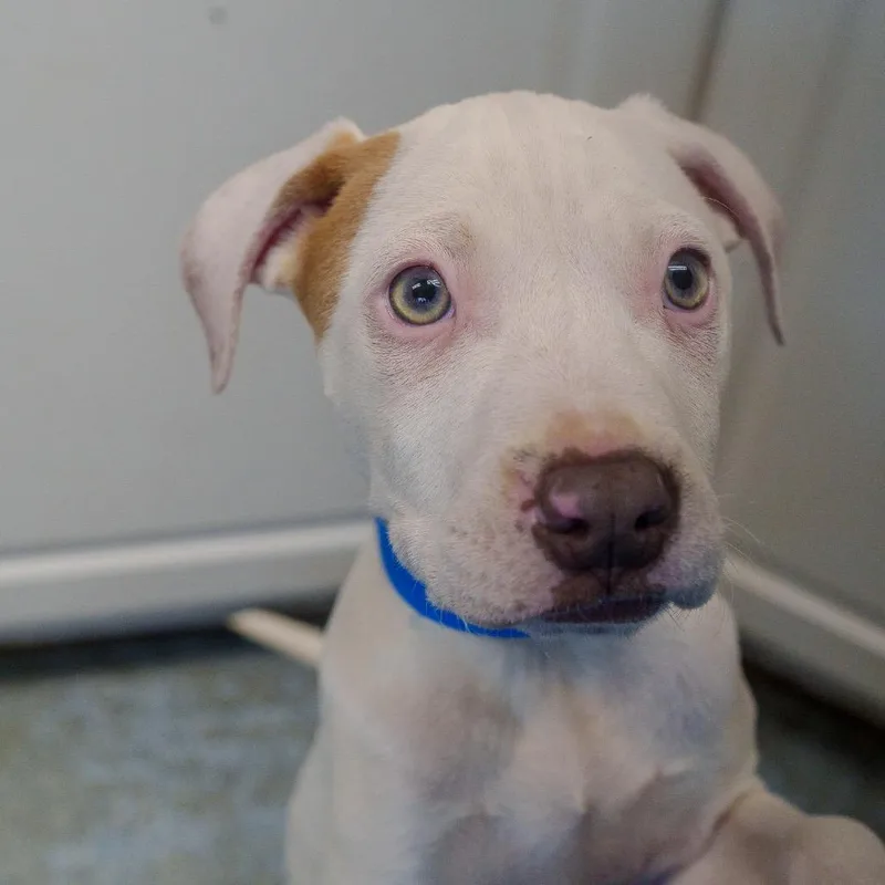 Braddock thumbnail 4