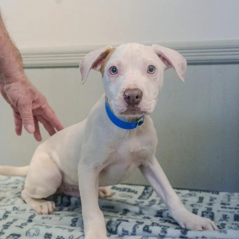 Braddock thumbnail 6