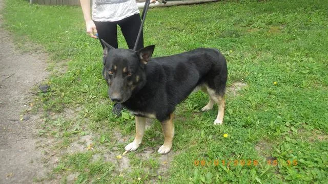 An adult large-sized male German Shepherd Dog dog named Simba for adoption in Indianapolis, IN