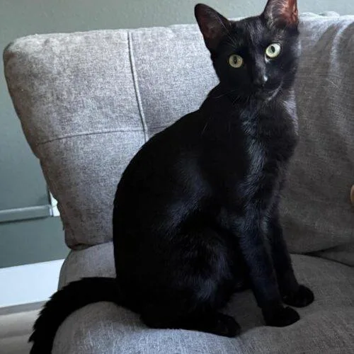 A young medium-sized male Black Domestic Short Hair cat named Bruce for adoption in Tampa, FL