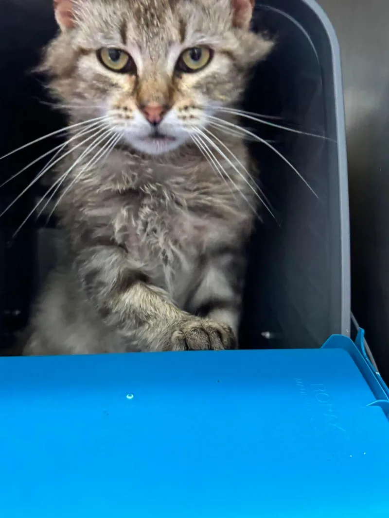An adult medium-sized male Domestic Medium Hair cat named Tomfoolery Visit At for adoption in Rustburg, VA