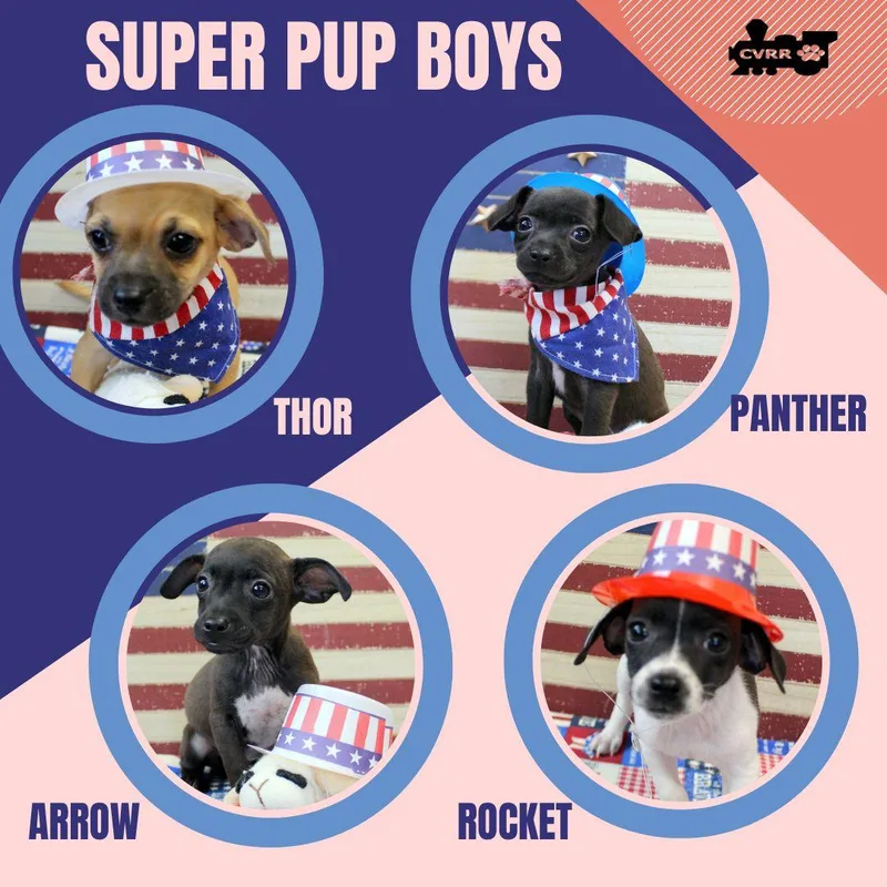 A baby small-sized male Chihuahua dog named Super Pup Boys for adoption in LINDSAY, CA